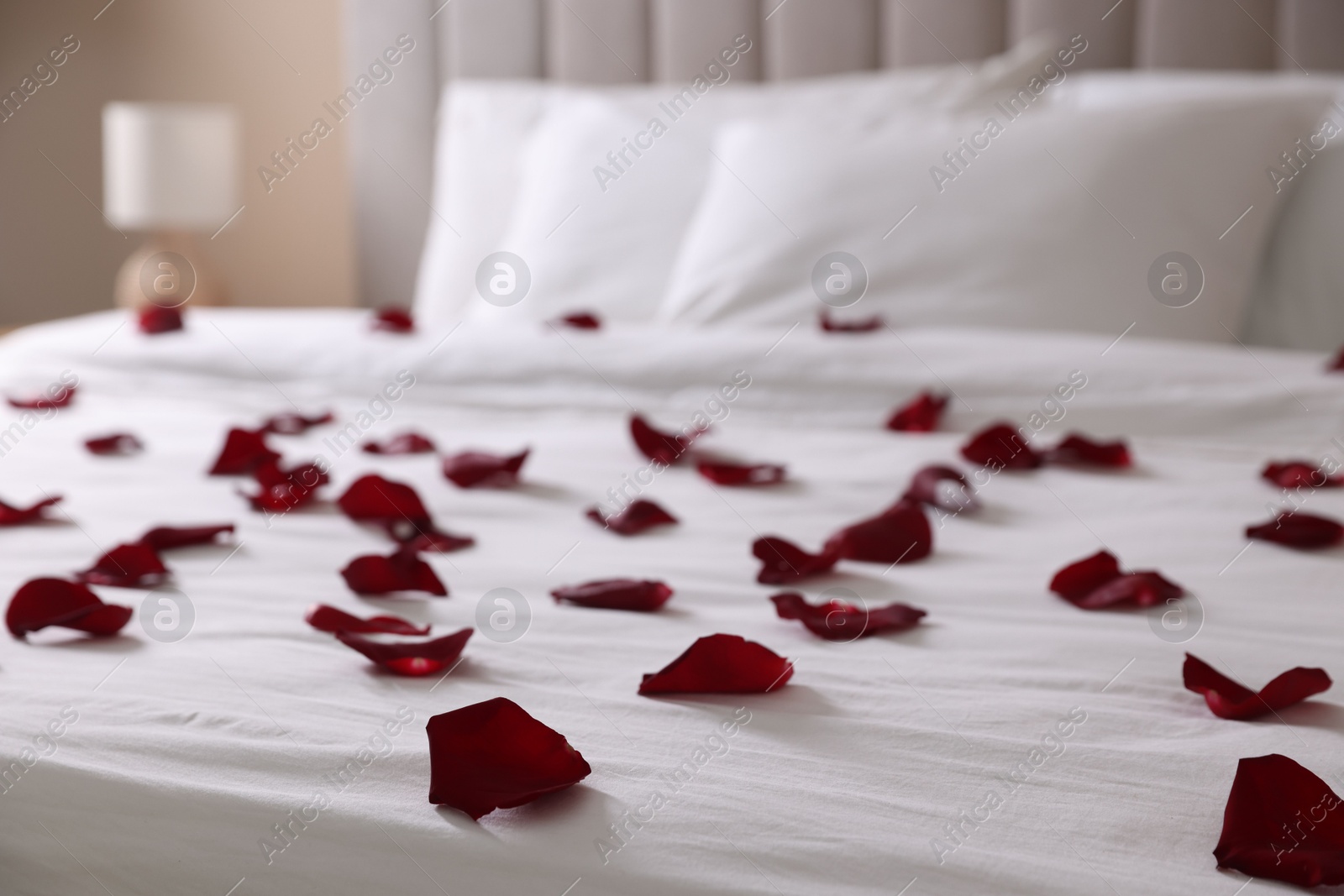 Many beautiful rose petals on bed indoors, closeup Photo of Many beautiful rose petals on bed indoors, closeup