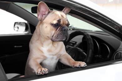 Photo of Adorable French bulldog dog in car, view from outside