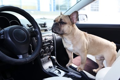 Photo of Adorable French bulldog dog standing on seat in car