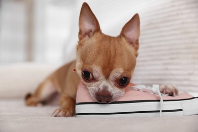 Photo of Cute chihuahua dog chewing shoe on sofa indoors, closeup