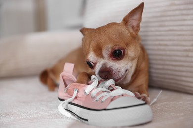 Photo of Cute chihuahua dog chewing shoe on sofa indoors, closeup