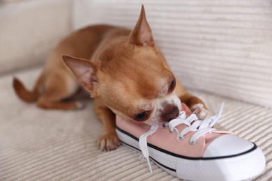 Photo of Cute chihuahua dog chewing shoe on sofa indoors, closeup