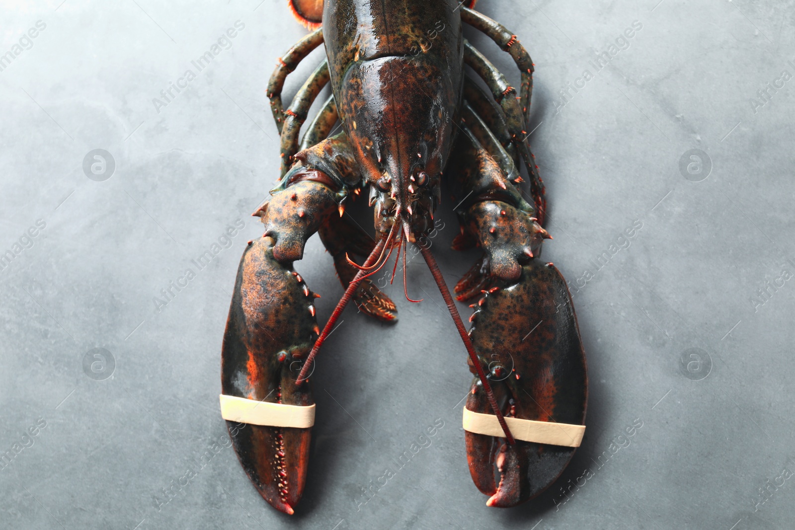 One raw lobster on grey textured table, top view Photo of One raw lobster on grey textured table, top view