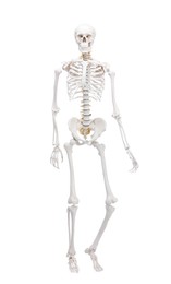 Photo of Artificial human skeleton model isolated on white