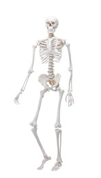 Photo of Artificial human skeleton model isolated on white