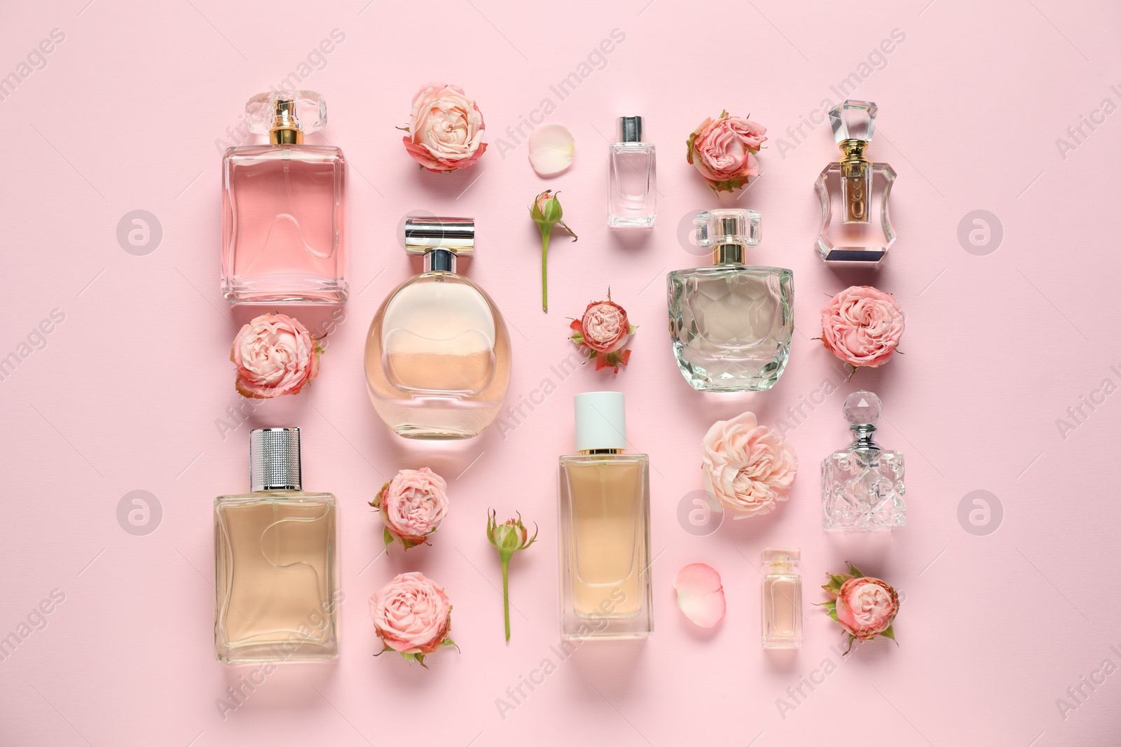 Bottles of perfume and beautiful flowers on pink background, flat lay Photo of Bottles of perfume and beautiful flowers on pink background, flat lay