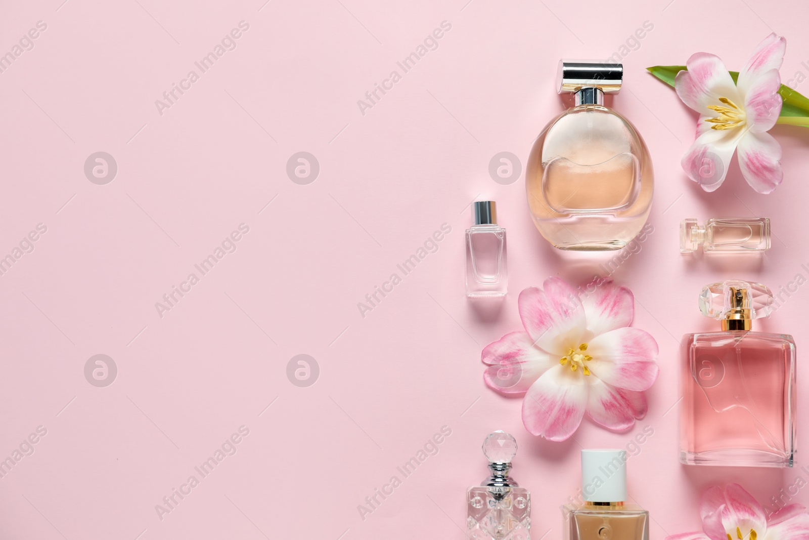 Bottles of perfume and beautiful flowers on pink background, flat lay. Space for text Photo of Bottles of perfume and beautiful flowers on pink background, flat lay. Space for text