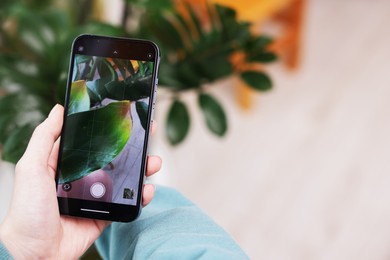 Photo of Woman using houseplant recognition application on smartphone indoors, closeup