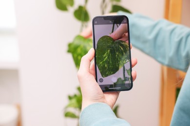 Photo of Woman using houseplant recognition application on smartphone indoors, closeup