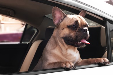 Photo of Adorable French bulldog dog in car, view from outside