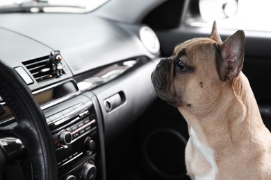 Photo of Adorable French bulldog dog in car. Domestic pet