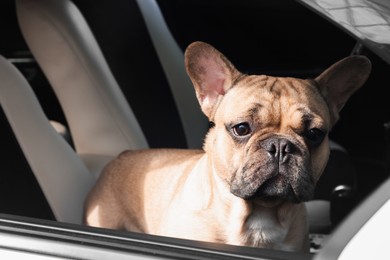 Photo of Adorable French bulldog dog in car, view from outside