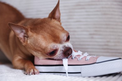 Photo of Cute chihuahua dog chewing shoe on sofa indoors, closeup