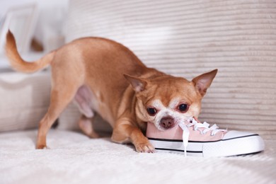 Photo of Cute chihuahua dog chewing shoe on sofa indoors