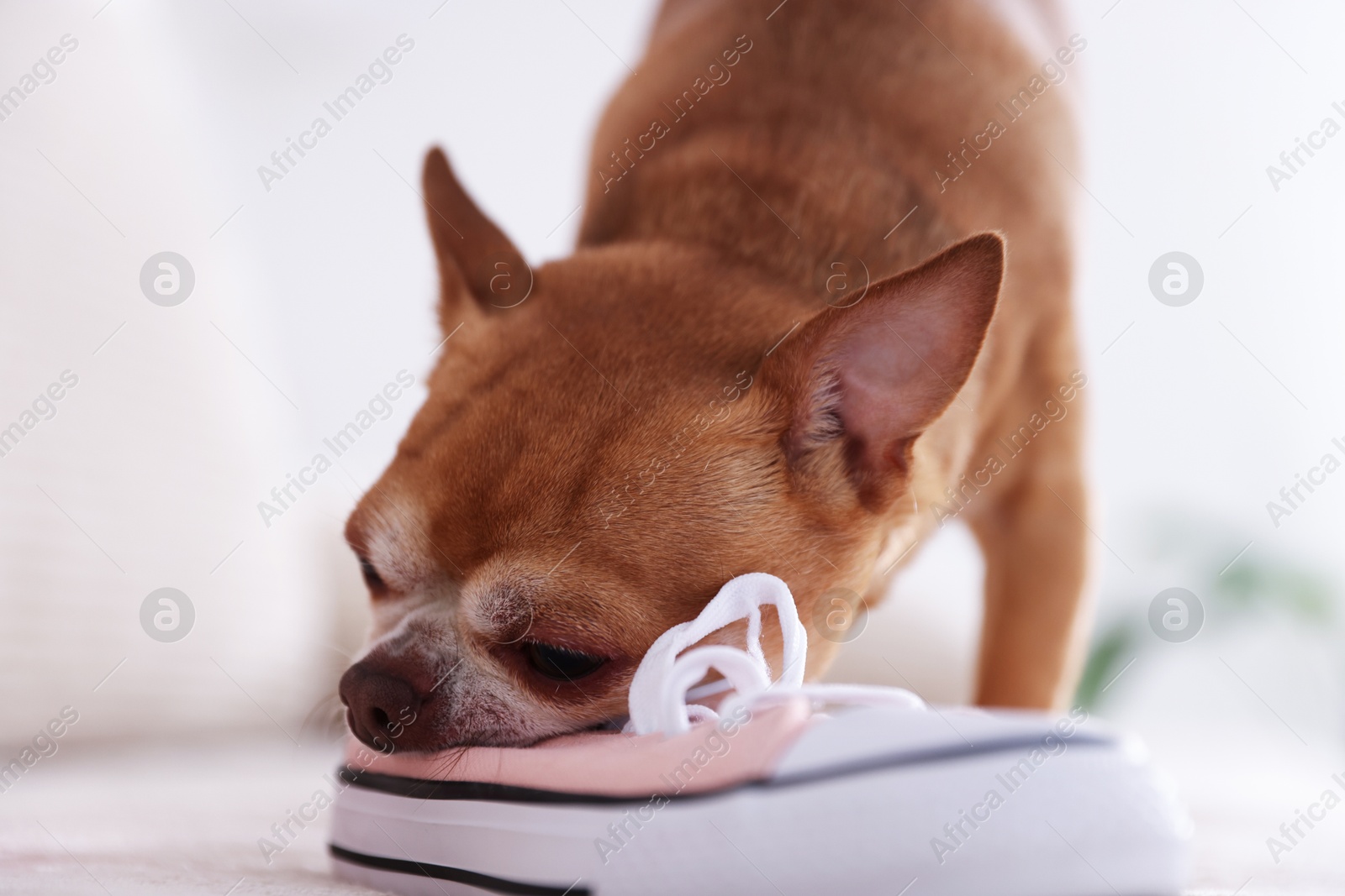 Photo of Cute chihuahua dog chewing shoe on sofa indoors, closeup