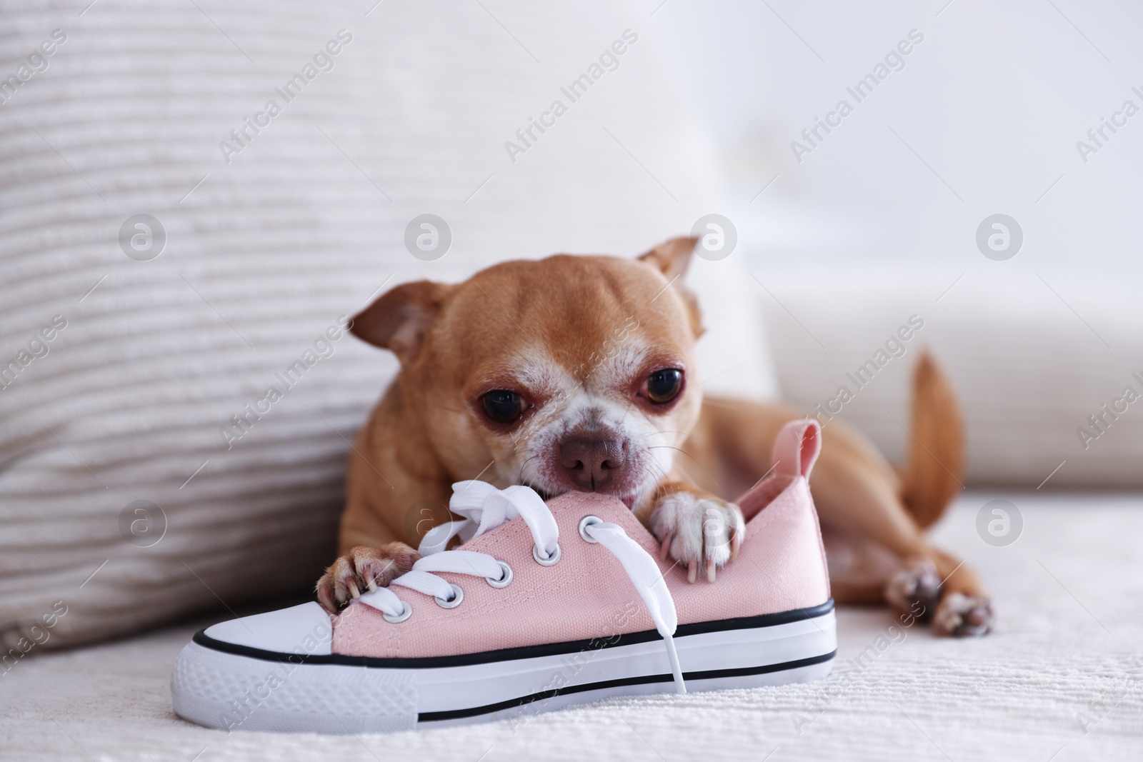 Photo of Cute chihuahua dog chewing shoe on sofa indoors, closeup