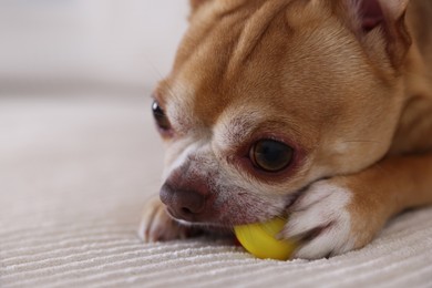 Photo of Cute chihuahua dog chewing toy on sofa, closeup