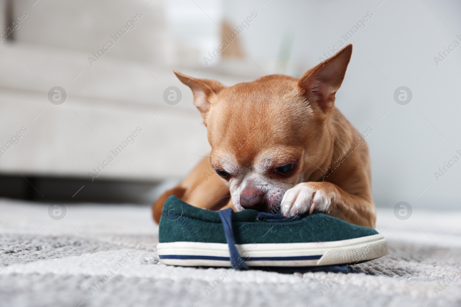 Photo of Cute chihuahua dog chewing shoe on floor indoors, closeup