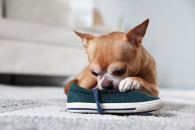 Photo of Cute chihuahua dog chewing shoe on floor indoors, closeup