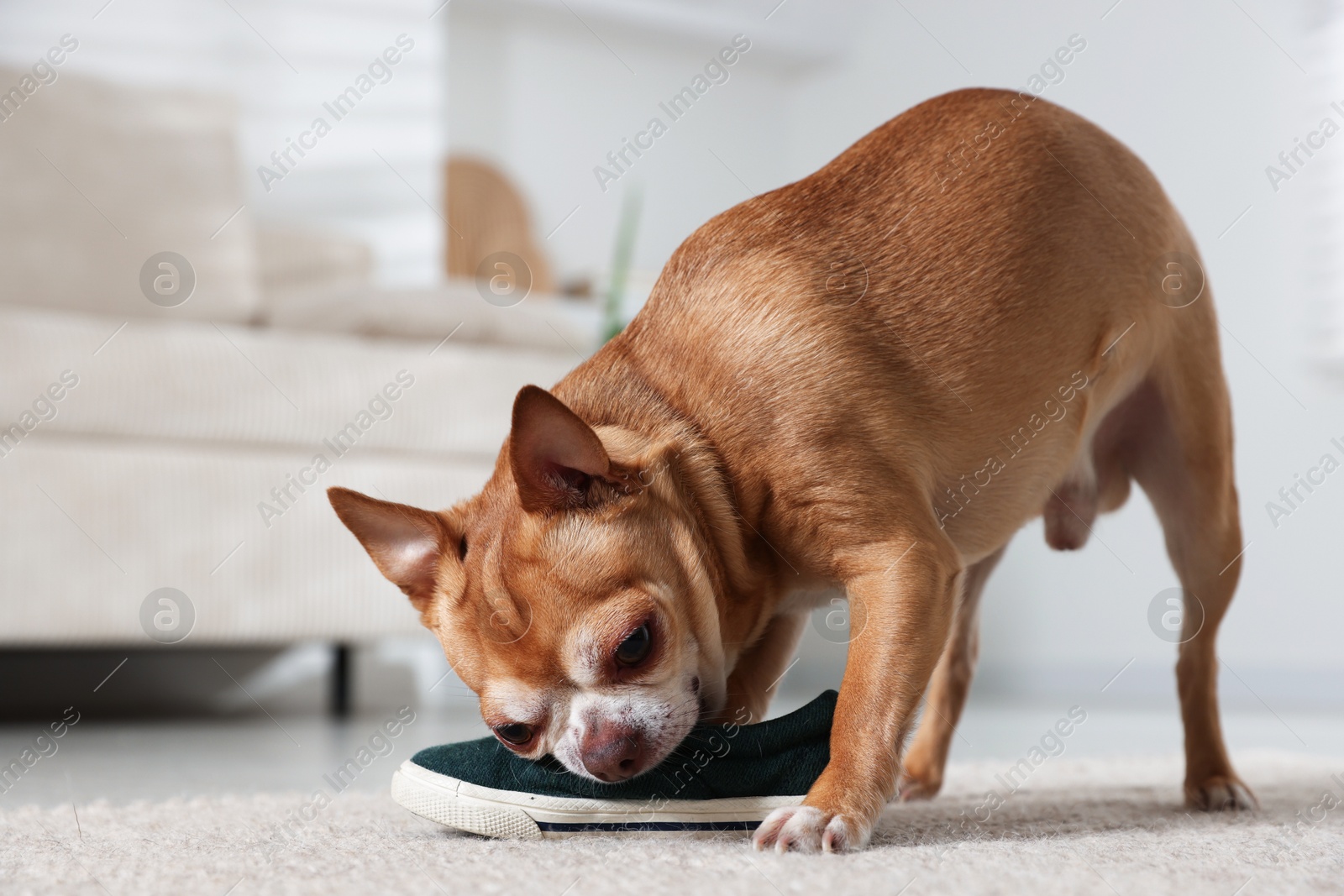 Photo of Cute chihuahua dog chewing shoe on floor indoors, closeup