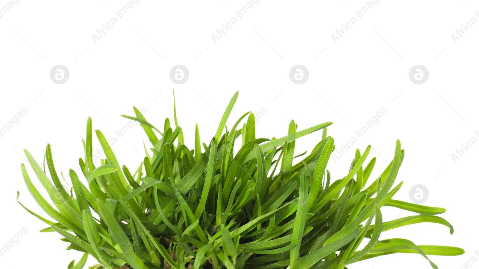 Beautiful fresh green grass isolated on white Photo of Beautiful fresh green grass isolated on white