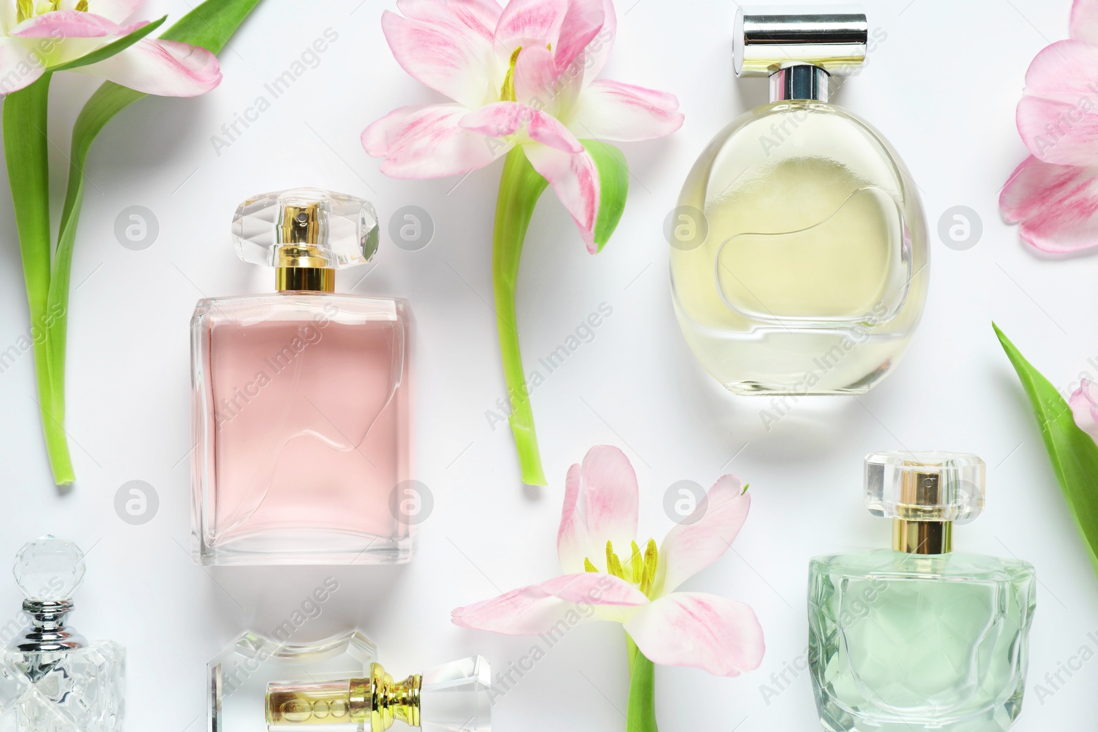 Bottles of perfume and beautiful flowers on white background, flat lay Photo of Bottles of perfume and beautiful flowers on white background, flat lay