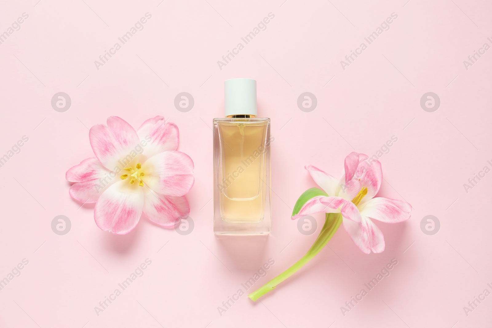 Bottle of perfume and beautiful flowers on pink background, flat lay Photo of Bottle of perfume and beautiful flowers on pink background, flat lay