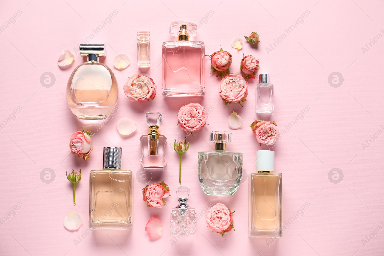 Bottles of perfume and beautiful flowers on pink background, flat lay Photo of Bottles of perfume and beautiful flowers on pink background, flat lay