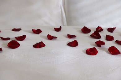 Photo of Bed with beautiful red rose petals, closeup