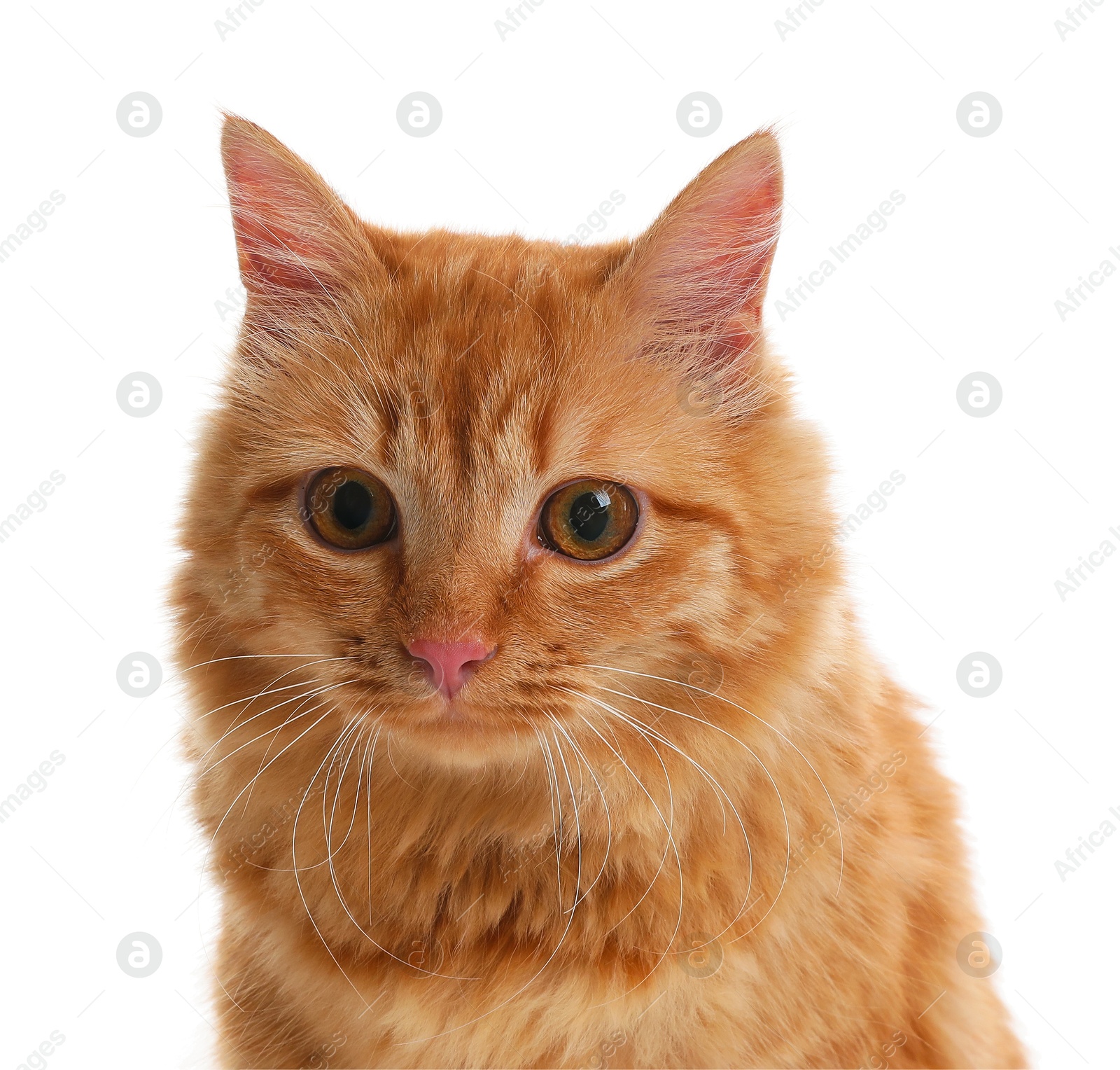 Cute ginger cat on white background. Adorable pet Photo of Cute ginger cat on white background. Adorable pet