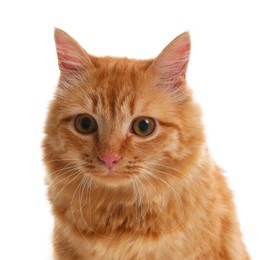 Photo of Cute ginger cat on white background. Adorable pet
