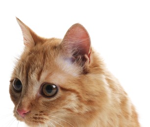 Photo of Cute ginger cat on white background. Adorable pet
