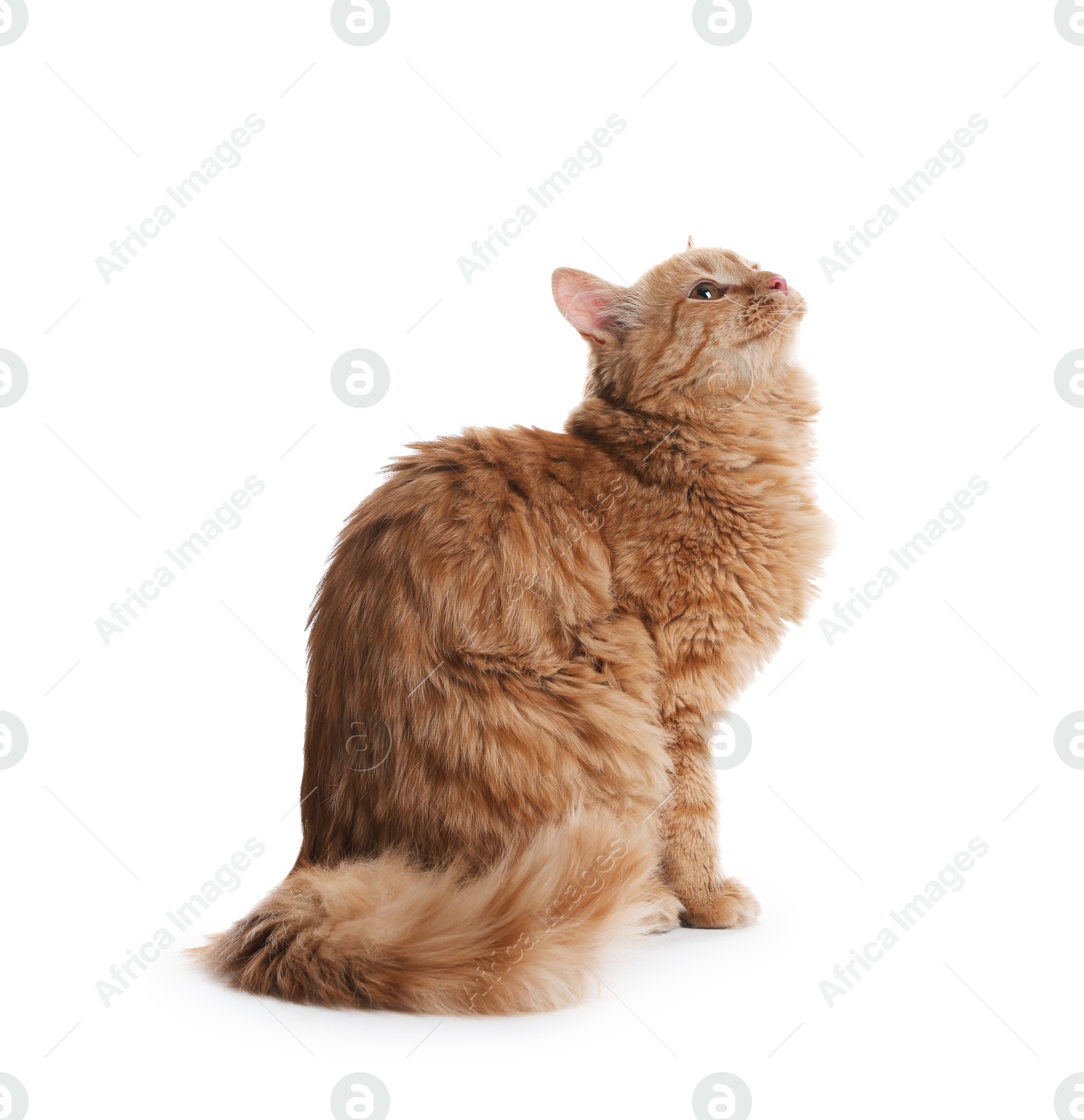 Cute ginger cat on white background. Adorable pet Photo of Cute ginger cat on white background. Adorable pet