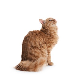 Photo of Cute ginger cat on white background. Adorable pet