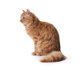 Photo of Cute ginger cat on white background. Adorable pet