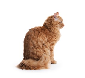 Photo of Cute ginger cat on white background. Adorable pet