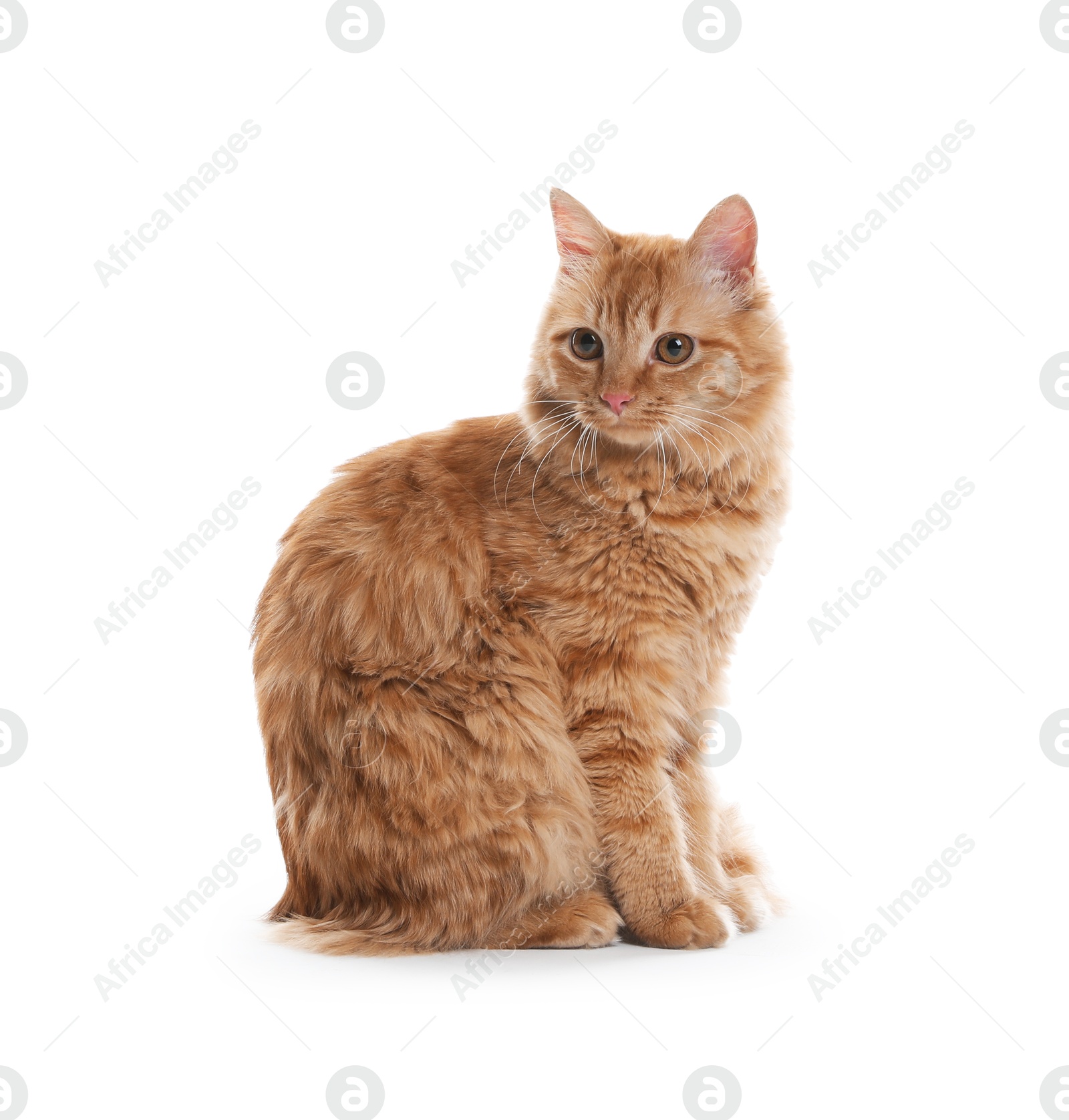 Cute ginger cat on white background. Adorable pet Photo of Cute ginger cat on white background. Adorable pet