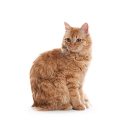 Photo of Cute ginger cat on white background. Adorable pet