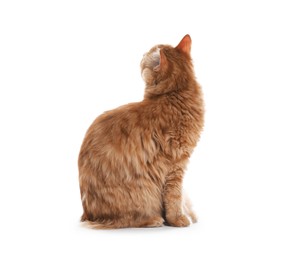 Photo of Cute ginger cat on white background. Adorable pet