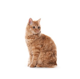 Photo of Cute ginger cat on white background. Adorable pet