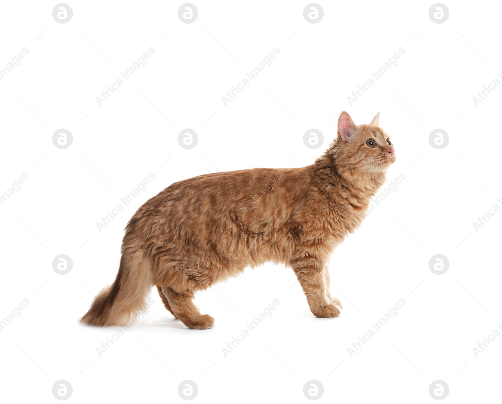 Cute ginger cat on white background. Adorable pet Photo of Cute ginger cat on white background. Adorable pet