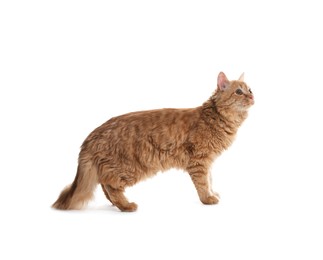 Photo of Cute ginger cat on white background. Adorable pet