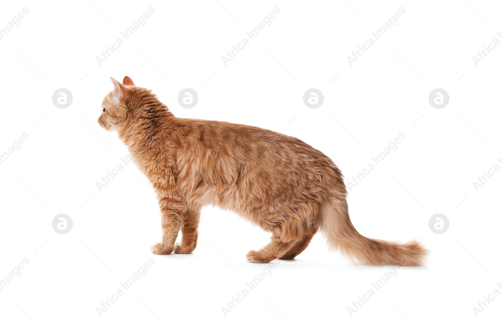 Cute ginger cat on white background. Adorable pet Photo of Cute ginger cat on white background. Adorable pet