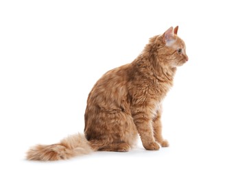 Photo of Cute ginger cat on white background. Adorable pet