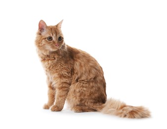 Photo of Cute ginger cat on white background. Adorable pet