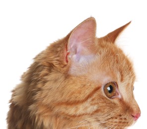 Photo of Cute ginger cat on white background. Adorable pet