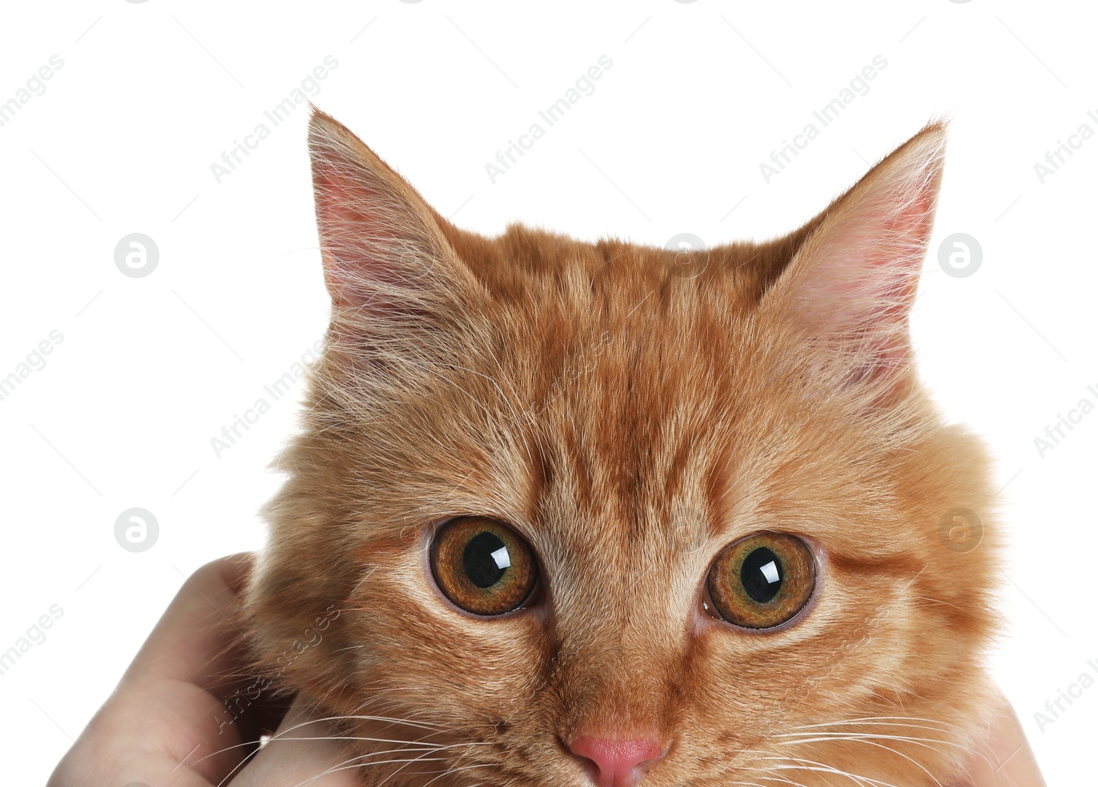 Cute ginger cat on white background. Adorable pet Photo of Cute ginger cat on white background. Adorable pet
