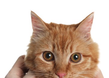 Photo of Cute ginger cat on white background. Adorable pet