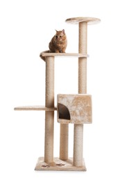 Photo of Cute cat on pet tree against white background