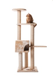 Photo of Cute cat on pet tree against white background